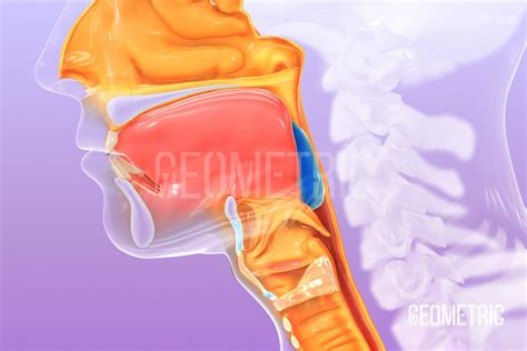 vula total laryngectomy|Total laryngectomy: 3D anatomy .